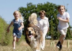 As mordidas de cães sofridas por crianças pequenas são, muitas vezes, infligidas pelo próprio cão da família.