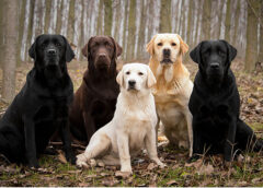 Métodos de treino: Escolhendo o caminho certo para treinar o seu Labrador